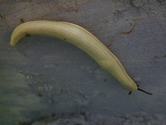 Vaginulus taunaisii