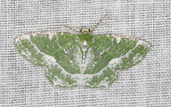 Eucyclodes insperata