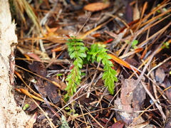 Tmesipteris tannensis