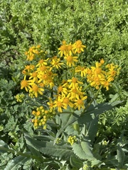 Senecio ampullaceus