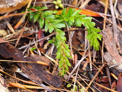 Tmesipteris tannensis