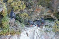 Poikilocarbo gaimardi