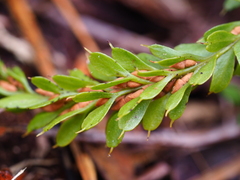 Tmesipteris tannensis