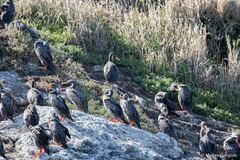 Poikilocarbo gaimardi