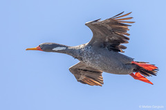 Poikilocarbo gaimardi