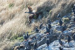 Poikilocarbo gaimardi