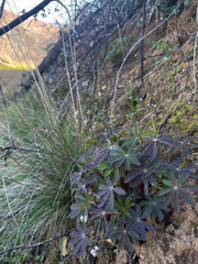 Lupinus nanus