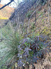 Lupinus nanus