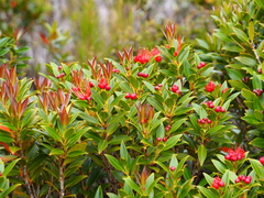 Metrosideros umbellata
