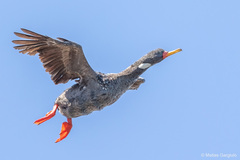 Poikilocarbo gaimardi