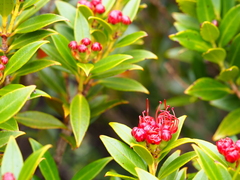 Metrosideros umbellata