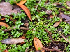 Callitriche aucklandica