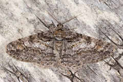 Cleora cinctaria