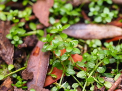 Callitriche aucklandica