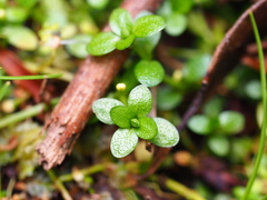 Callitriche aucklandica