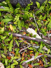 Blechnum blechnoides