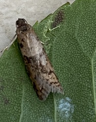 Tortricodes alternella