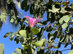 Bauhinia purpurea