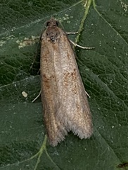 Tortricodes alternella