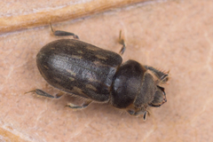 Heterocerus fenestratus