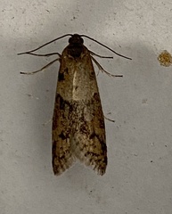 Tortricodes alternella