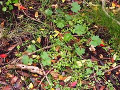 Ranunculus subscaposus