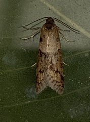 Tortricodes alternella