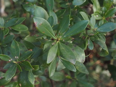 Cliftonia monophylla