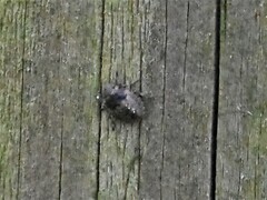 Rhaphigaster nebulosa