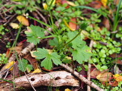 Ranunculus subscaposus