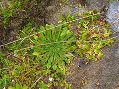 Plantago triantha