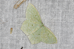 Maxates centrophylla