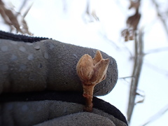 Dasineura serrulatae