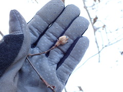 Dasineura serrulatae