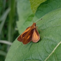 Synapte pecta