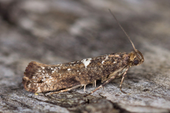 Acrolepiopsis assectella