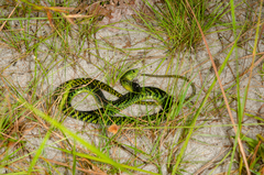 Dendroaspis jamesoni