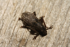 Curculionidae