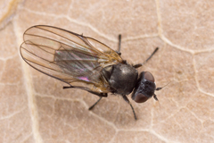 Earomyia lonchaeoides