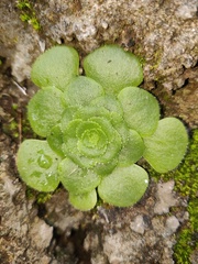 Aeonium glandulosum
