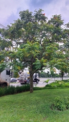 Spathodea campanulata