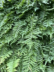 Polypodium californicum