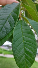 Spathodea campanulata