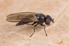 Earomyia lonchaeoides