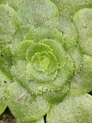 Aeonium glandulosum
