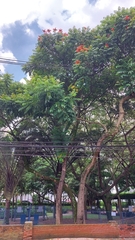 Spathodea campanulata