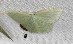 Maxates centrophylla