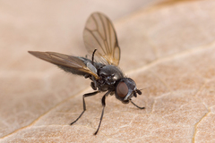 Earomyia lonchaeoides