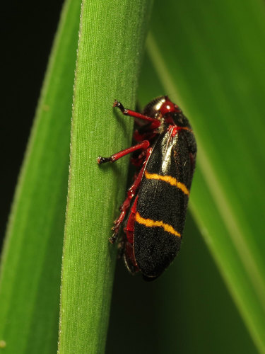 Two-lined spittlebug