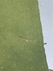 Barbonymus gonionotus